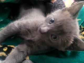 British Shorthair cats - Advert 23