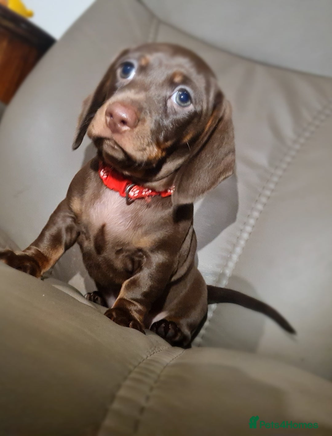 Miniature Dachshund dogs for sale: 💜 STUNNING MINIATURE CHOCOLATE Dachshunds💜 - Image 9