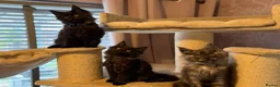 Maine Coon cats for sale: Tica registered black smoked male Maine coon - Advert 29
