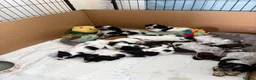 Cocker Spaniel dogs for sale: Working cocker spaniel puppies - Advert 3