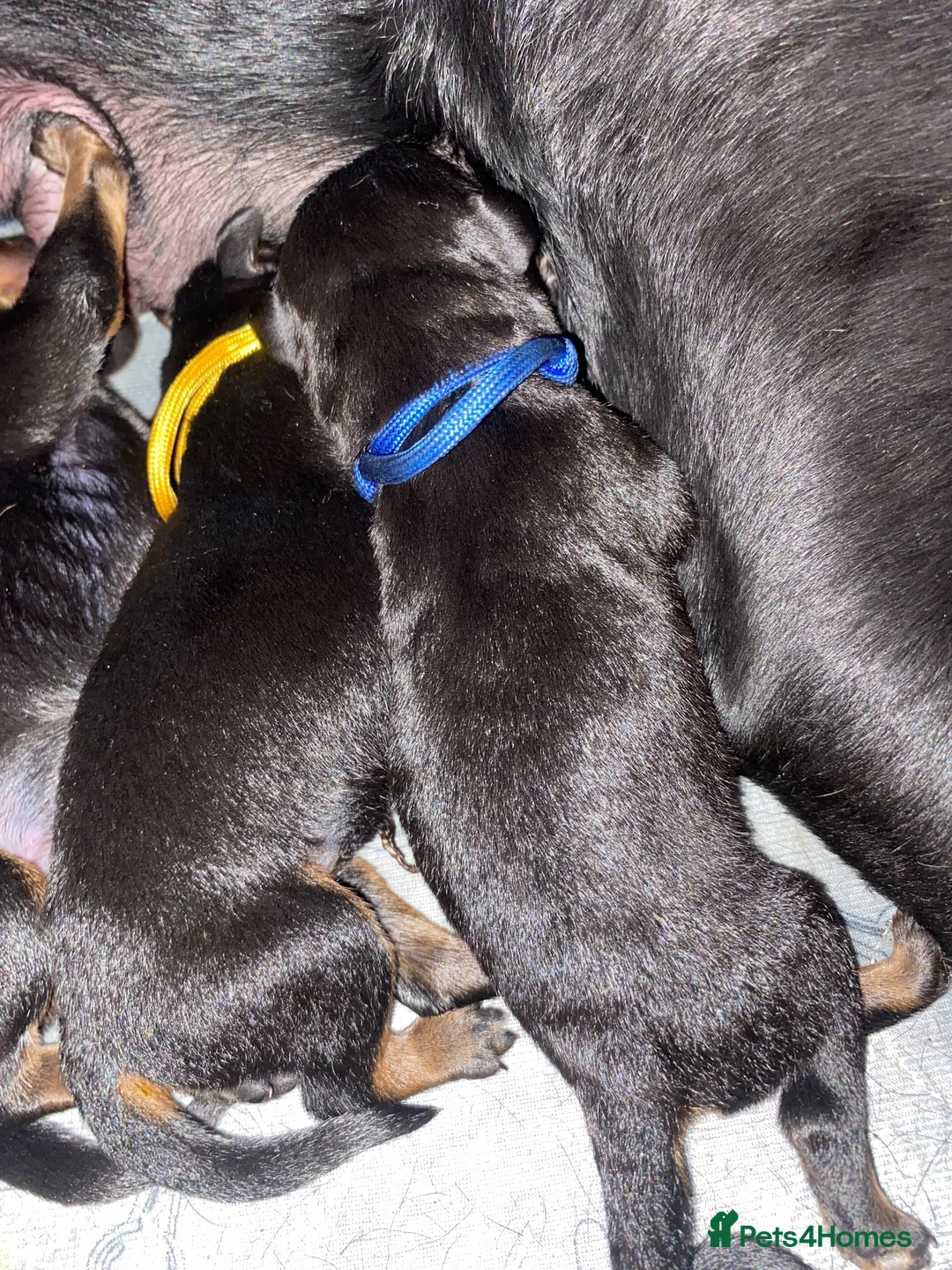 Rottweiler dogs for sale: German and American Rottweiler Mix - Advert 2