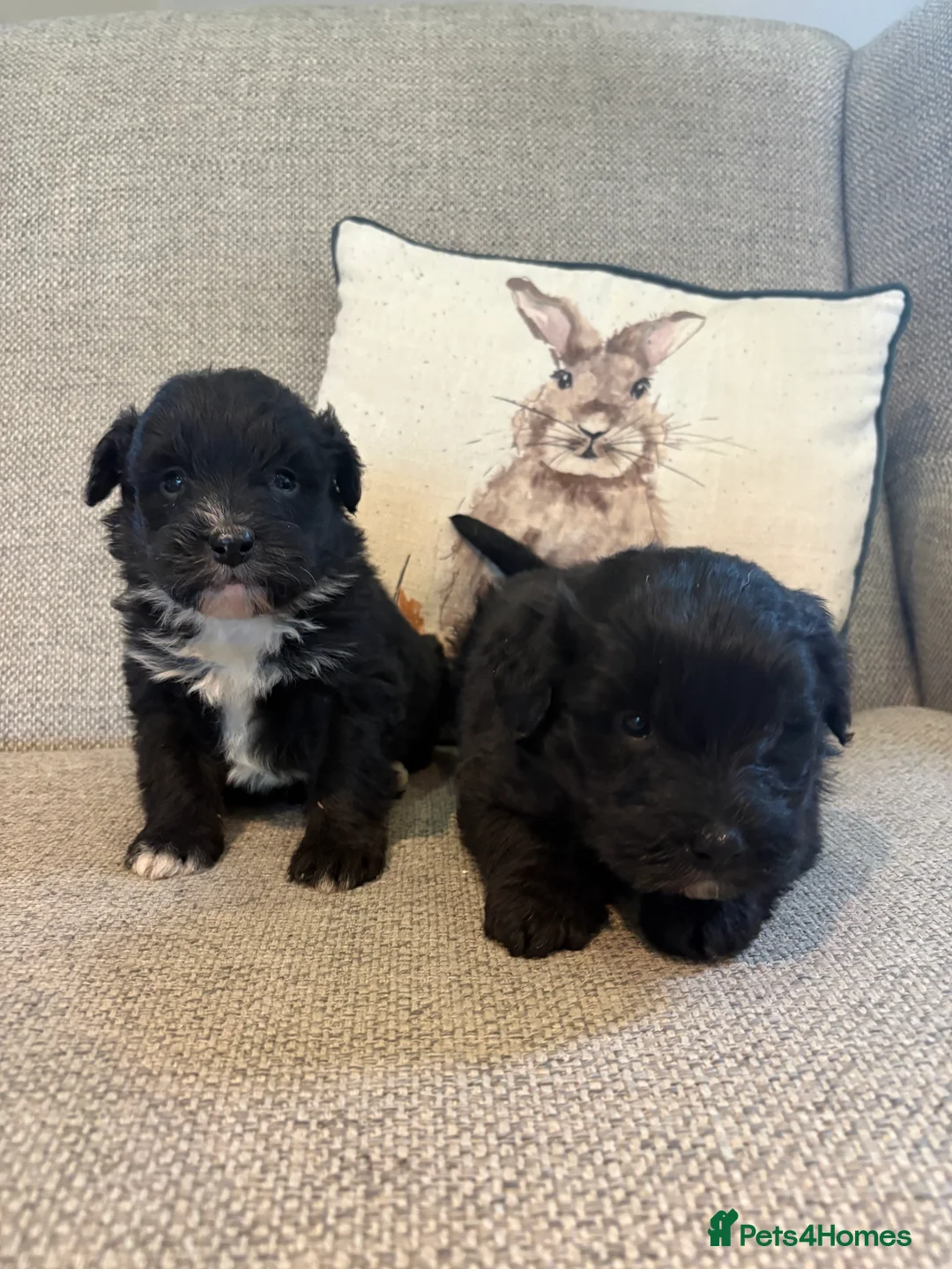 Bordoodle dogs for sale: Borderdoodle Puppies - Advert 1