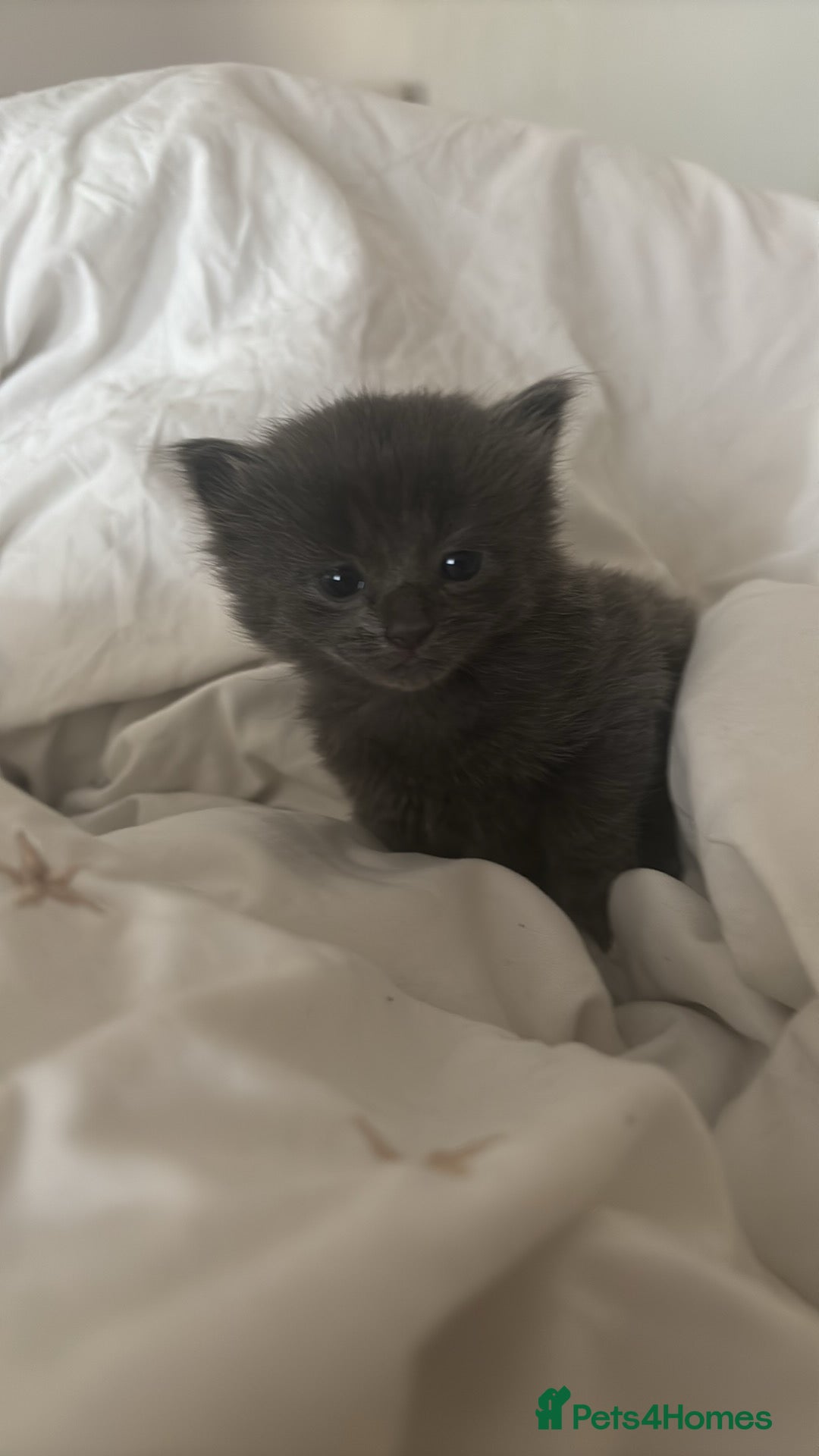 Ragdoll cats for sale: Ragdoll cross kittens for sale  - Advert 8