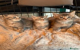 Mixed Breed cats for sale: Maine coon x Scottish fold kittens - Image 35