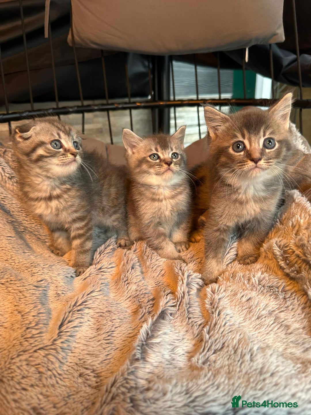 Mixed Breed cats for sale: Maine coon x Scottish fold kittens - Image 35