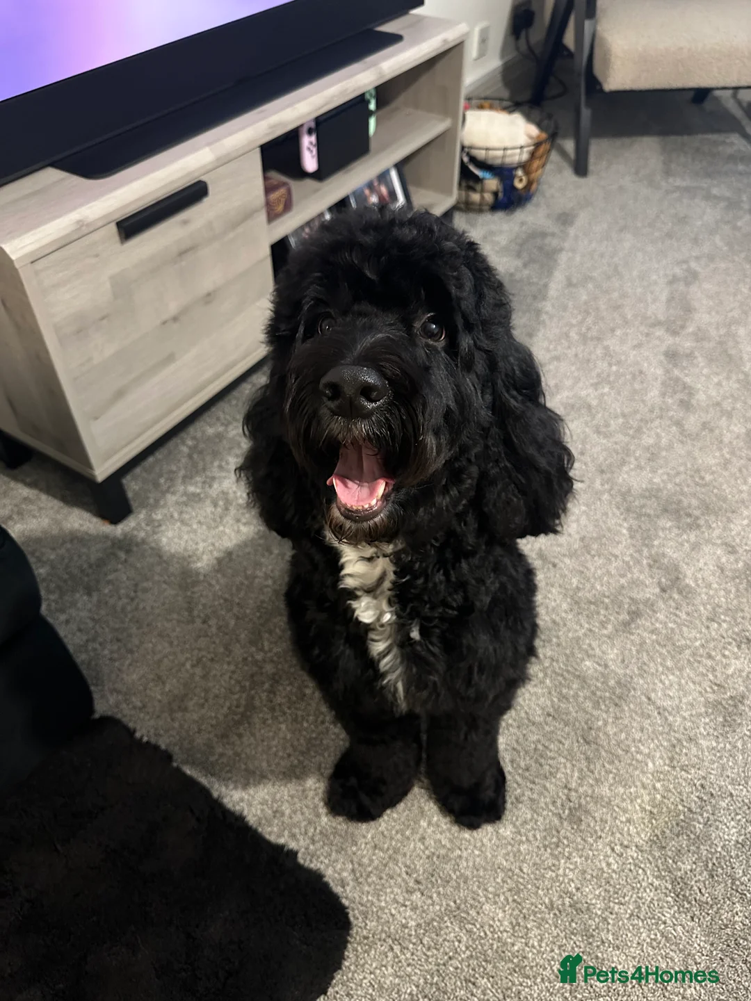 Mixed Breed dogs for sale: 2 Year old Sprockerpoo for sale  - Advert 5