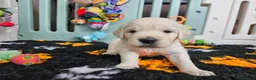 Golden Retriever dogs for sale: Outstanding Kc registered Golden Retriever puppies - Advert 19