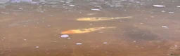 Koi Carp fish for sale: Fish pond plus fish  in Swadlincote - Advert 25