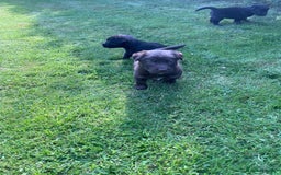 Borador dogs for sale: Lab x collie puppies  - Image 13