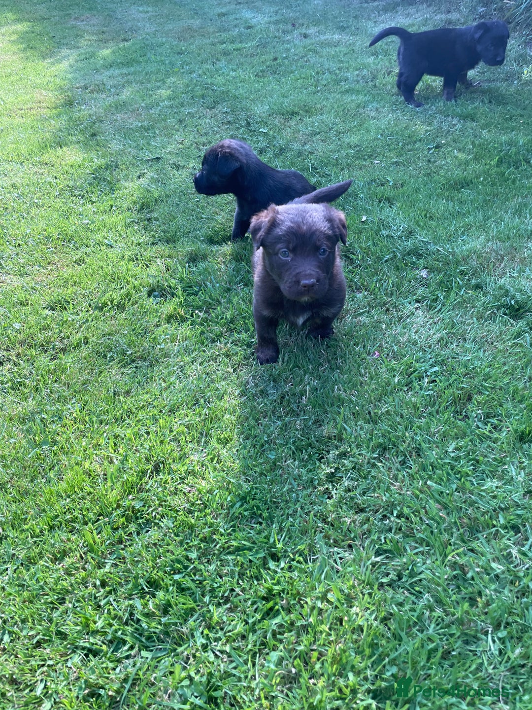 Borador dogs for sale: Lab x collie puppies  - Image 13