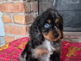 Cavapoo dogs Health tested F1 mini cavapoo puppies - Advert 15