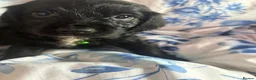 Cocker Spaniel dogs for sale: Cocker spaniel puppies - Advert 30