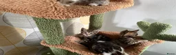 Mixed Breed cats for sale: Stunning bengal cross kittens - Advert 14