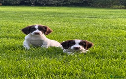 English Springer Spaniel dogs for sale: READY TO GO KC REG ESS PUPPIES - Image 13