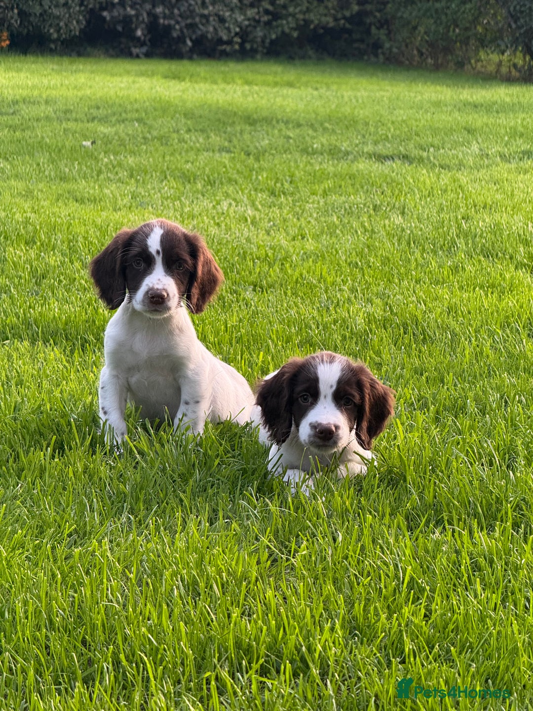 English Springer Spaniel dogs for sale: READY TO GO KC REG ESS PUPPIES - Image 13