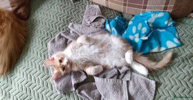 Maine Coon cats - Advert 13