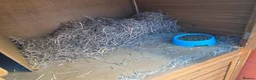 Mixed Breed rabbits for sale: Male rabbit & male guinea pig - Advert 5