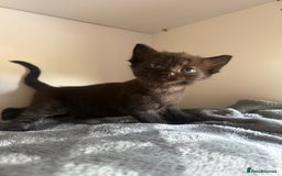 Ragdoll cats for sale: Beautiful Ragdoll X Kittens For Sale 🐾  - Image 18