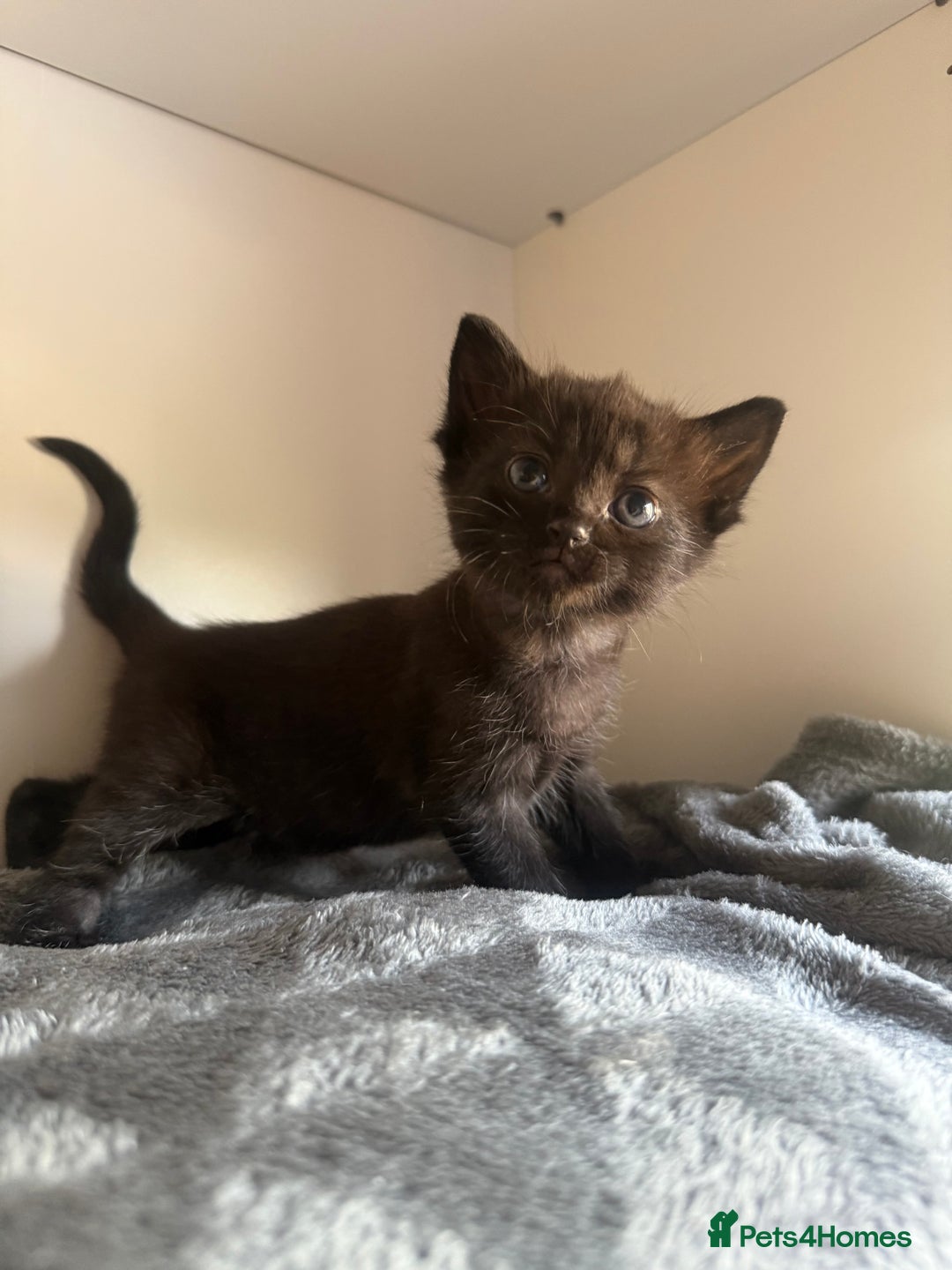 Ragdoll cats for sale: Beautiful Ragdoll X Kittens For Sale 🐾  - Image 18