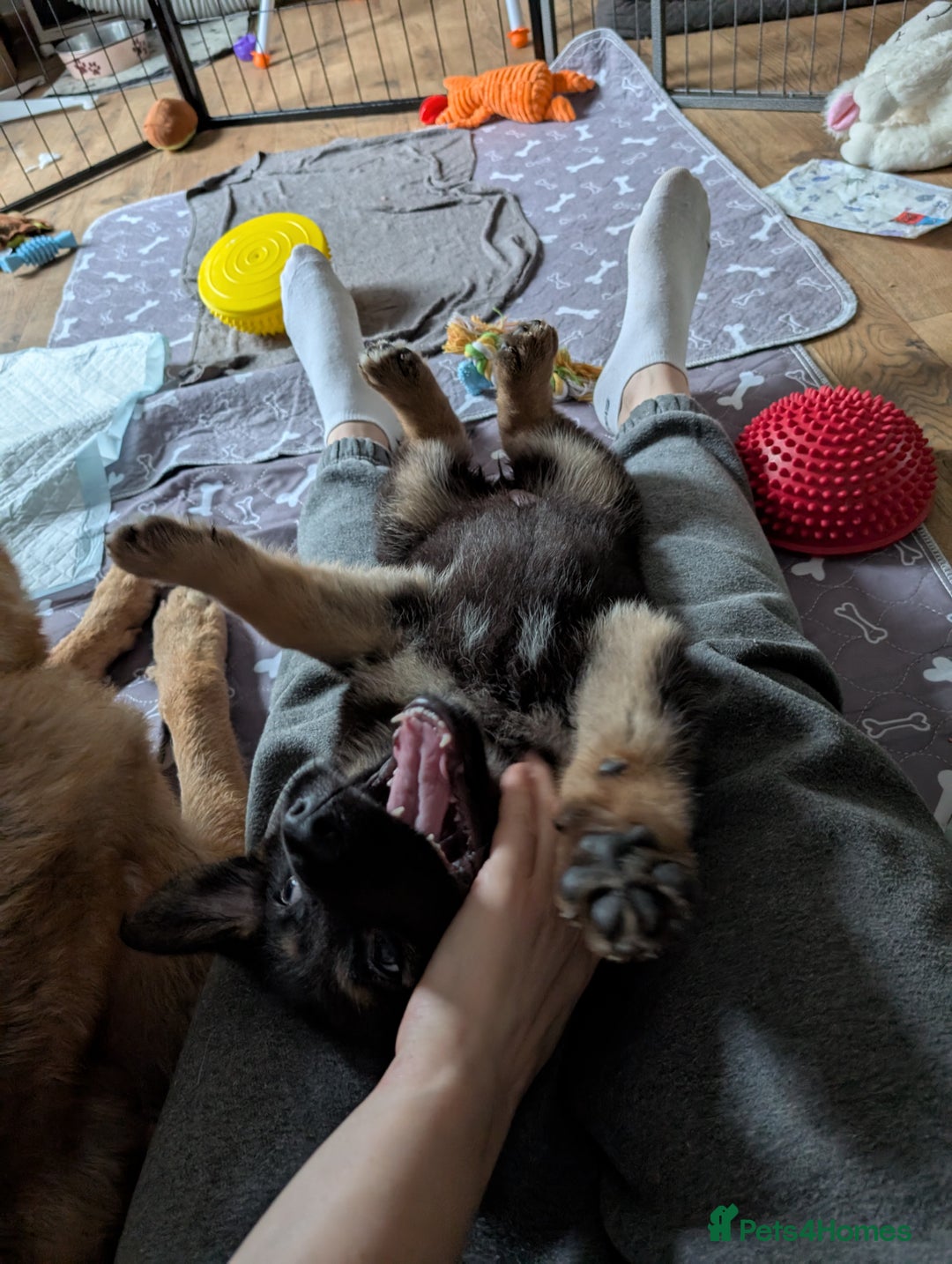 German Shepherd dogs for sale: Health Tested German Shepherd Available! 🐾🖤 - Image 1