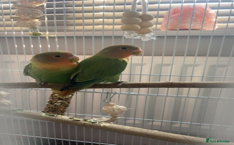 Lovebirds birds - Advert 1