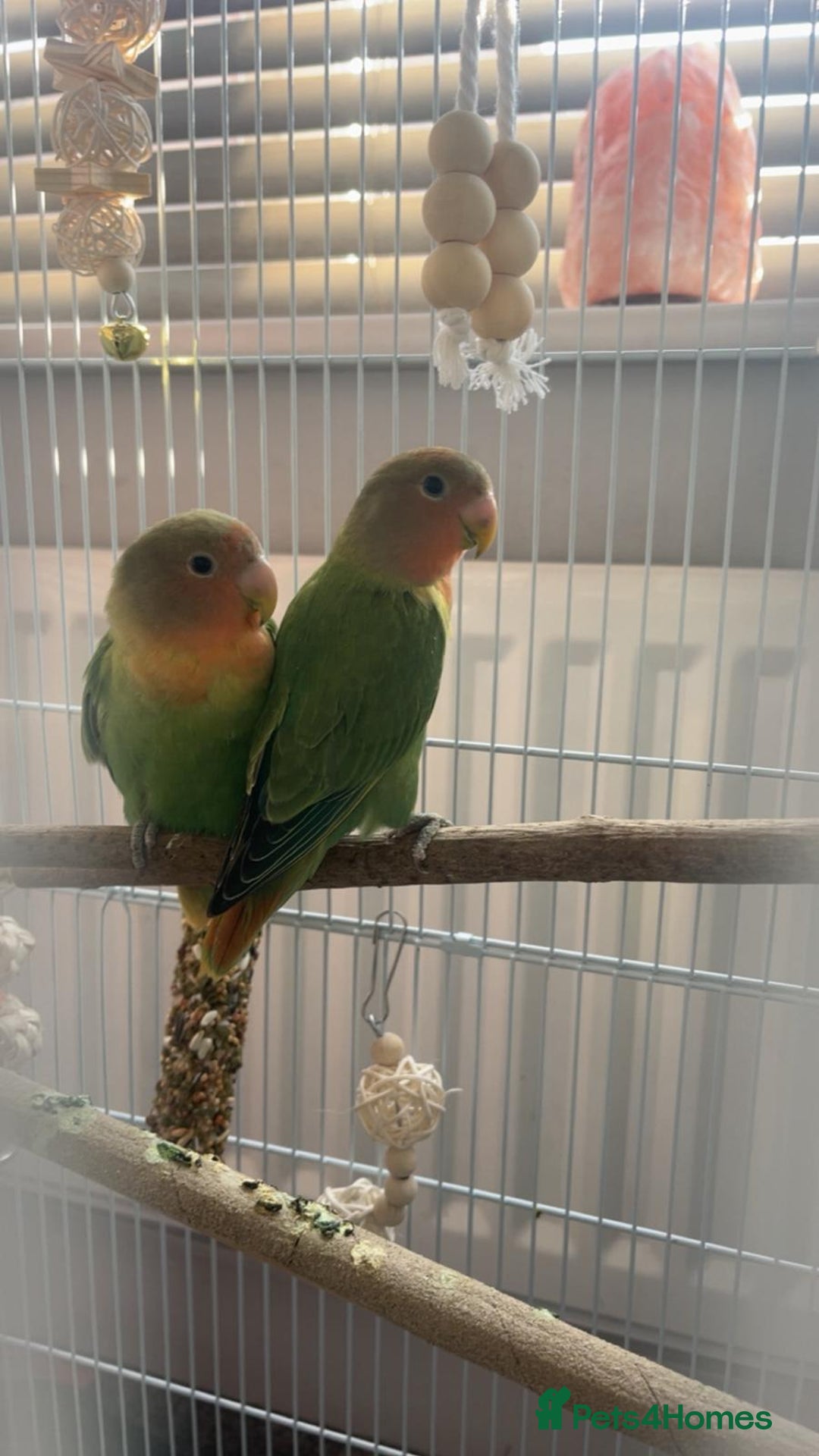 Lovebirds birds for sale: Stunning pair of bonded lovebirds  - Image 1