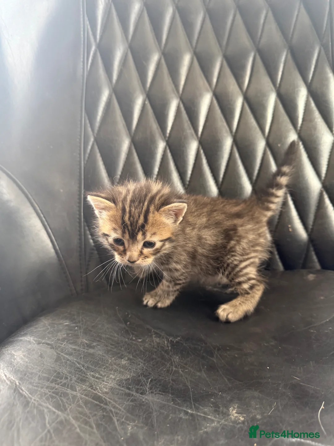 Bengal cats for sale: Stunning Bengal kittens  - Advert 2