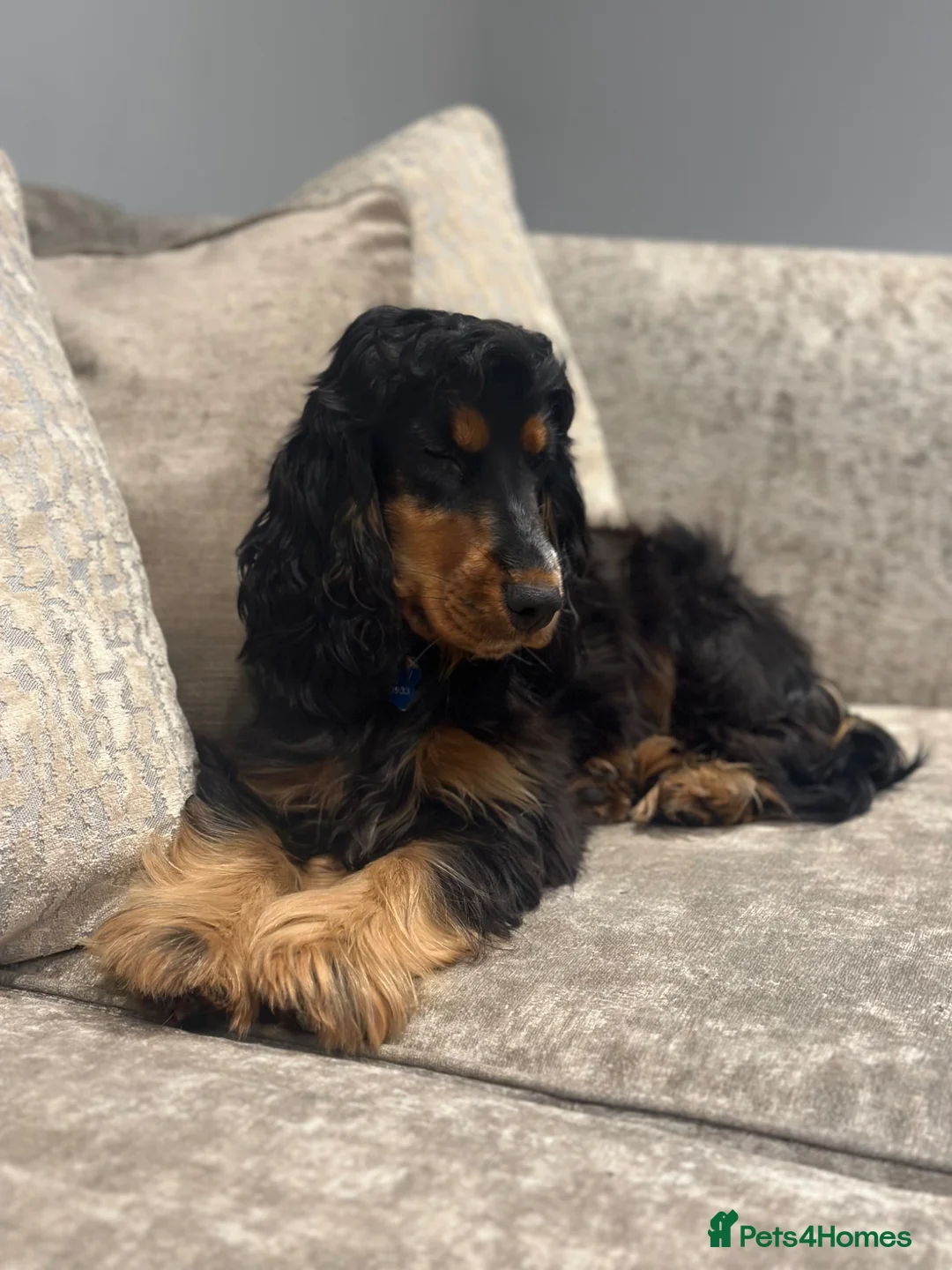 Cockapoo dogs for sale: Top Quality F1 Cockapoos - Advert 29