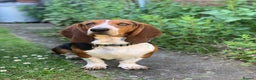 Basset Hound dogs for stud: Gorgeous basset hound  - Advert 3