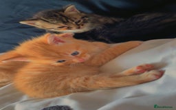 Mixed Breed cats for sale: 4Adorable Longhair Kittens-ready late Sep - Image 10