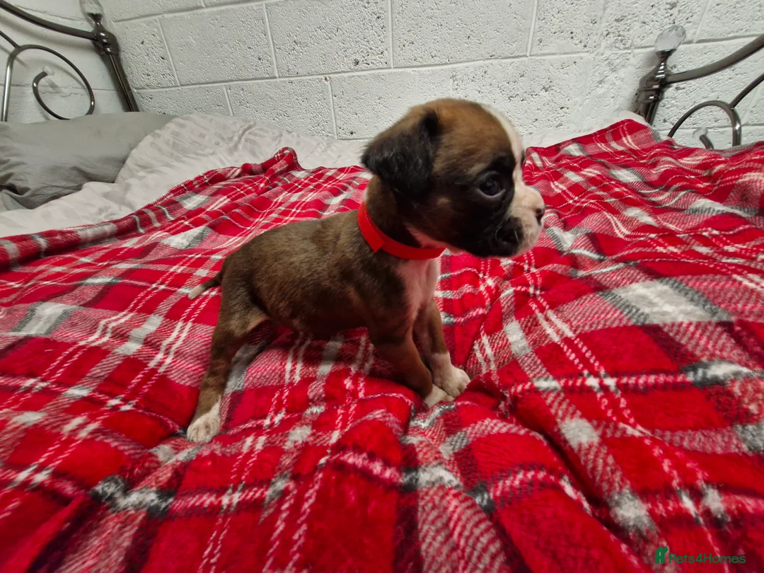 Boxer dogs for sale: Kc boxer puppies - Advert 13