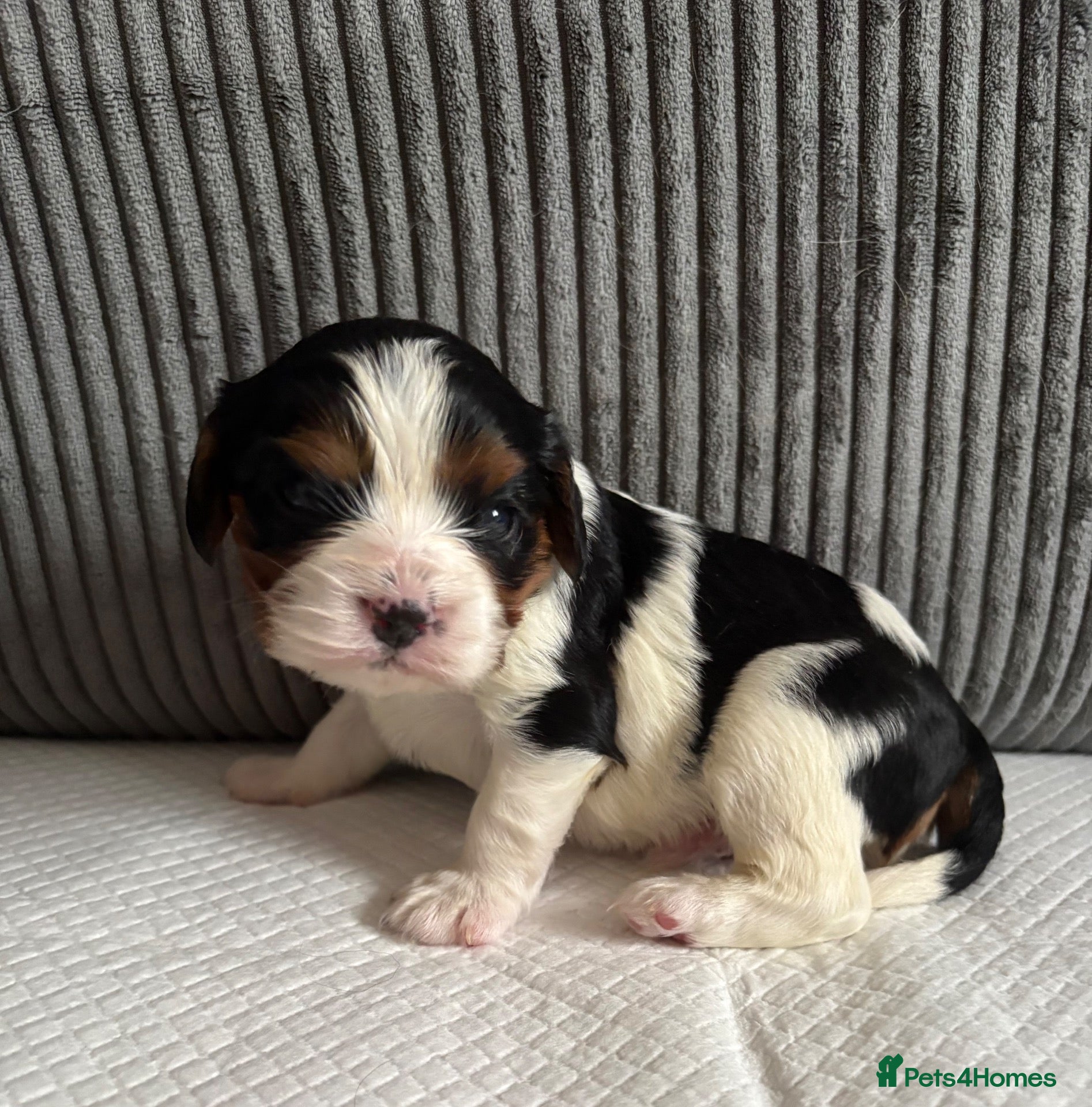 Cavalier King Charles Spaniel dogs for sale: Cavalier King Charls Spaniel - Advert 9