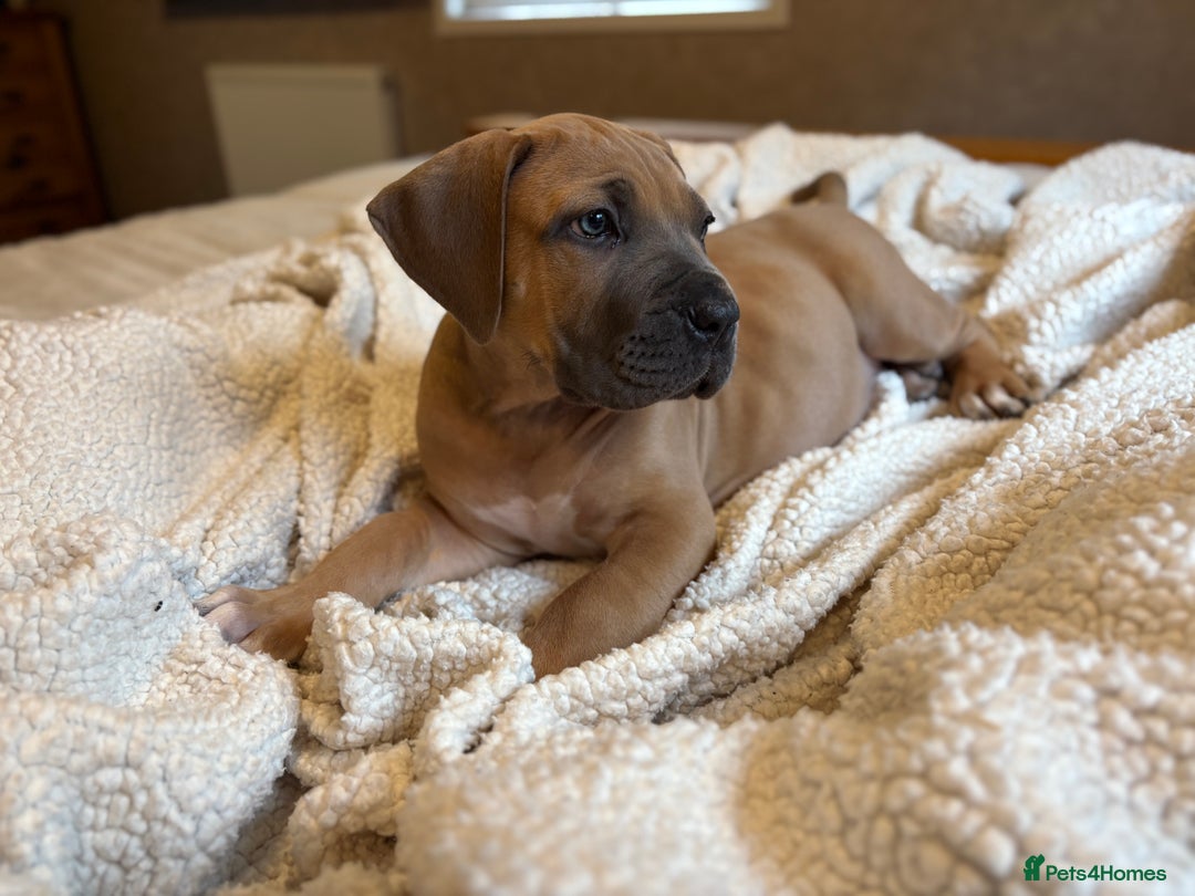 Boerboel dogs for sale: EXCEPTIONAL NABBR REGISTERED PUPPIES!  - Image 19