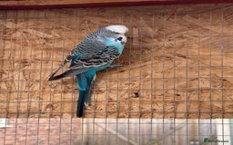 Budgerigars birds for sale: Budgies for new homes, mixed colours  - Image 5