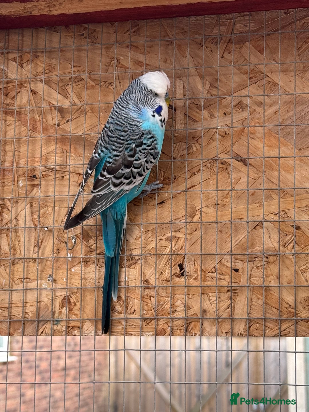 Budgerigars birds for sale: Budgies for new homes, mixed colours  - Image 5