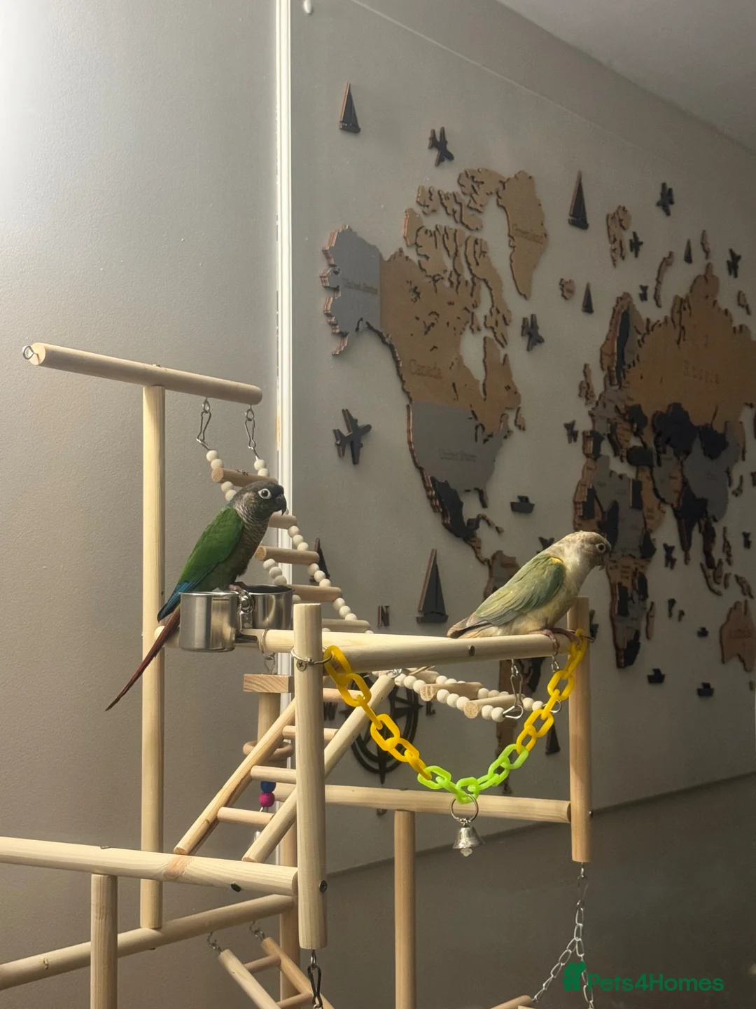 Conures birds for sale: Conures for sale in Nottingham - Advert 2
