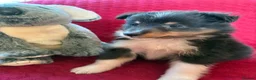 Shetland Sheepdog dogs for sale: Shetland sheepdog puppies  in Crediton - Advert 6