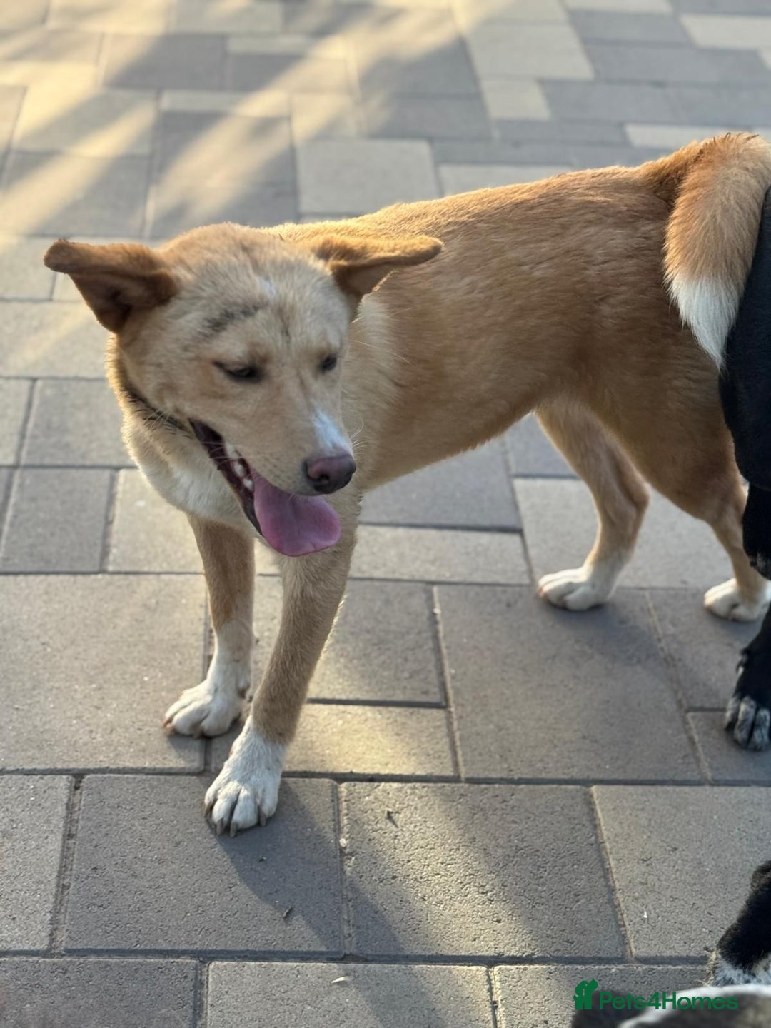 Mixed Breed dogs for adoption: Gorgeous Bill ready for his home - Advert 2