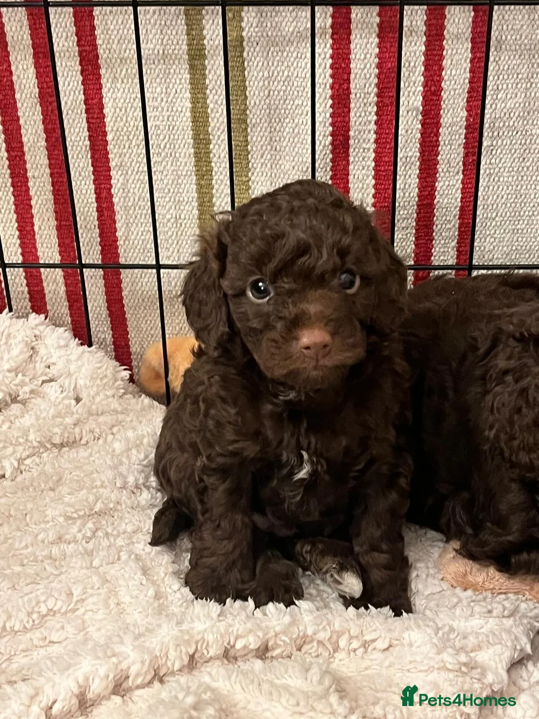 Cavapoo dogs for sale: Beautiful litter of 4 F1b toy cavapoo  in Cardiff - Advert 1