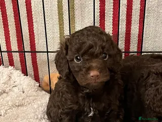 Cavapoo dogs Beautiful litter of 4 F1b toy cavapoo in Cardiff - Advert 11