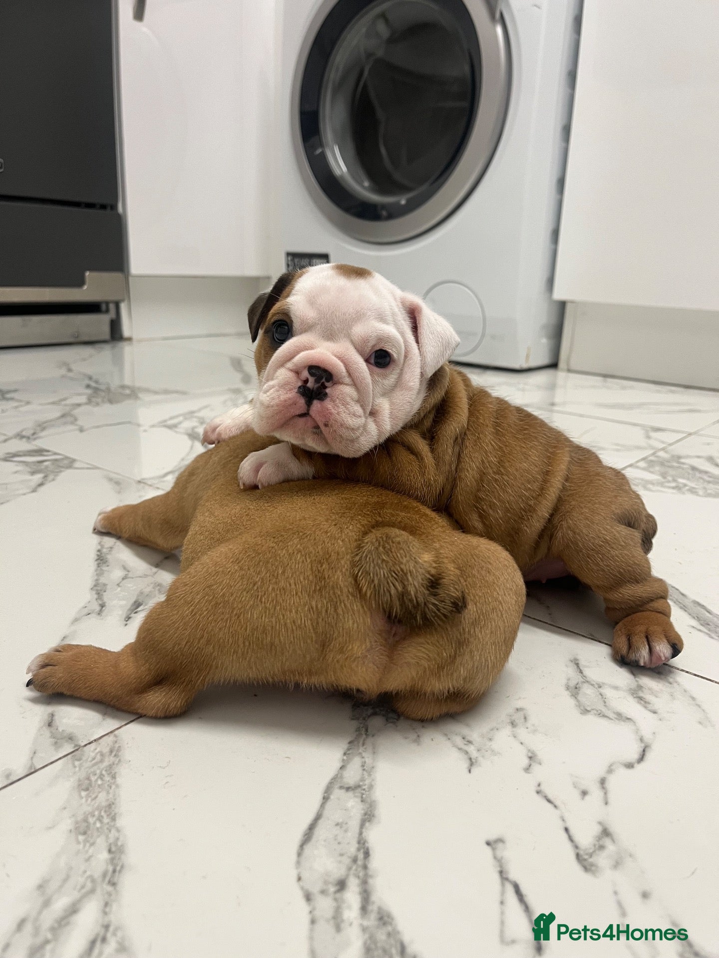 English Bulldog dogs for sale: Traditional/standard girls dad gold health tested  - Advert 2