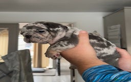 French Bulldog dogs for sale: 🤍 Merle / Lilac + Tan French bulldog puppies🤍 - Image 14