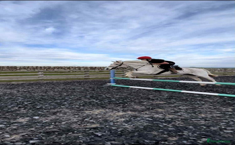 Connemara horses - Advert 1