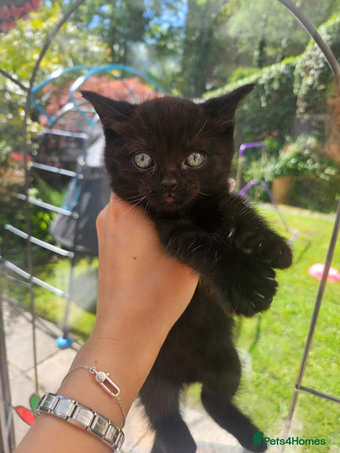 Mixed Breed cats for sale: Ragdoll x British short hair  - Advert 2
