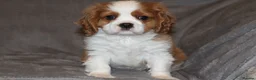Cavalier King Charles Spaniel dogs for sale: Heart and health tested, KC registered. - Advert 1