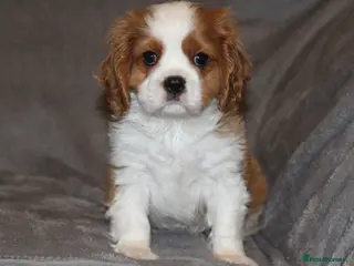 Cavalier King Charles Spaniel dogs Heart and health tested, KC registered. - Advert 8