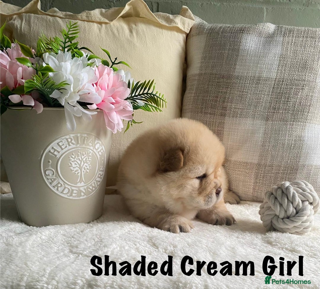 Chow Chow dogs for sale: 🌟Quality Chow Chow Puppies-ChampionLines🌟 - Image 9
