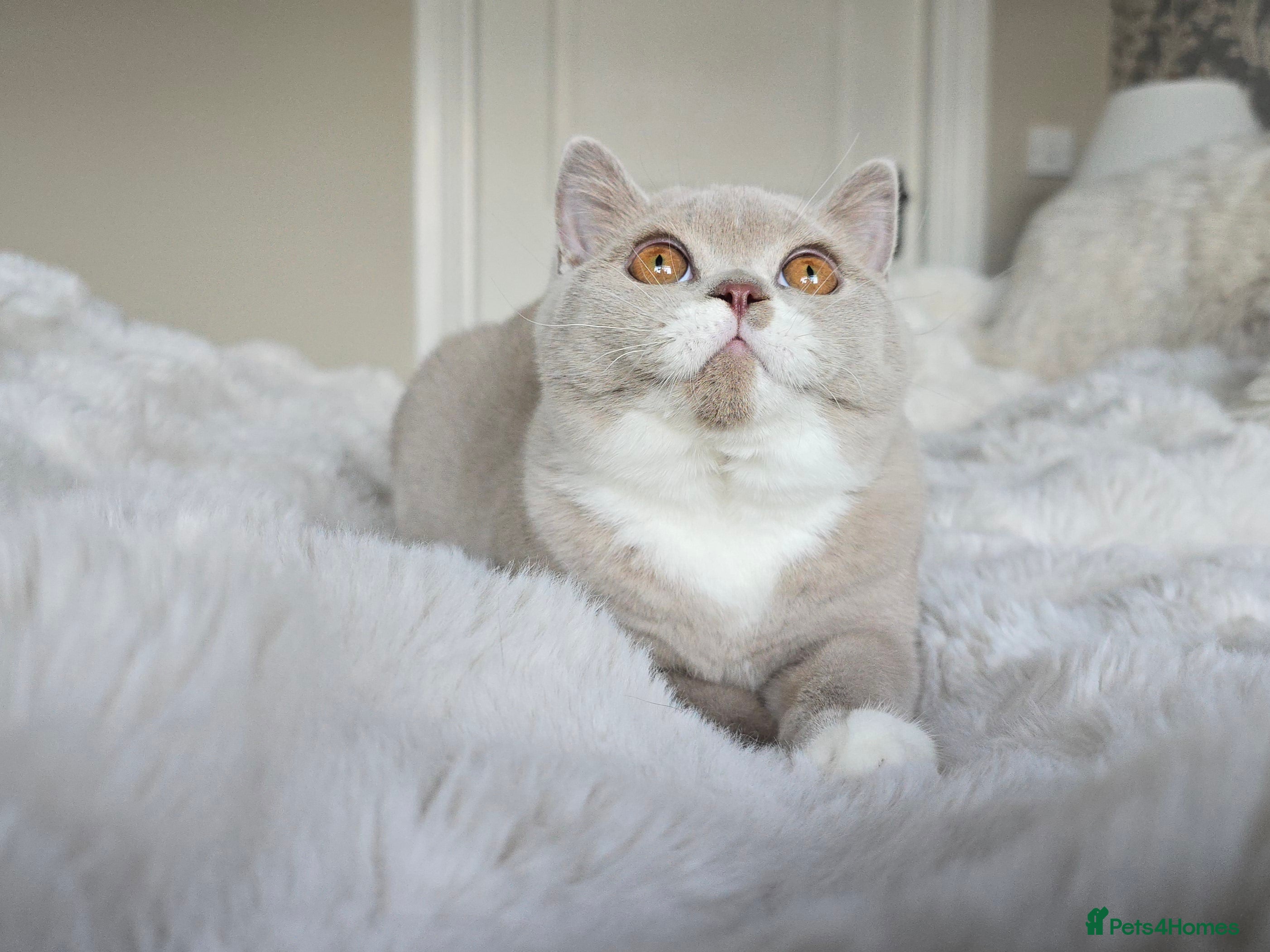 British Shorthair cats British Shorthair Girl  - Advert 1