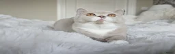 British Shorthair cats for sale: British Shorthair Girl and Boy - Advert 7
