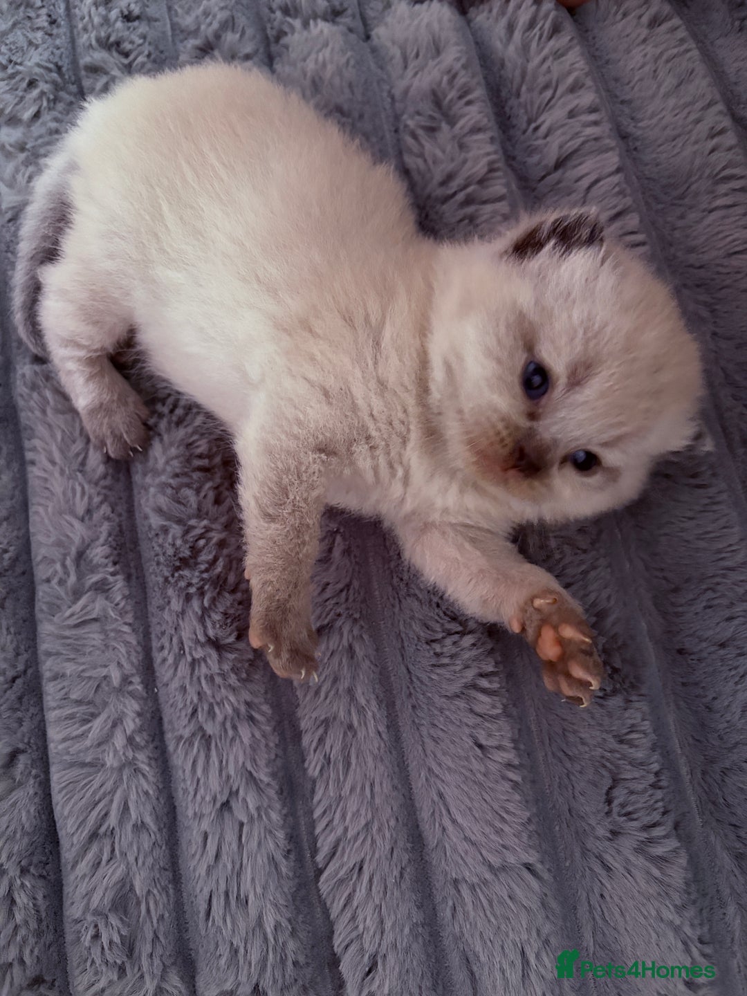 British Shorthair cats for sale: Beautiful GCCF Registered MultiColoured BSH kitte  - Advert 15